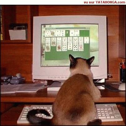 **même les chats jouent sur les pc***